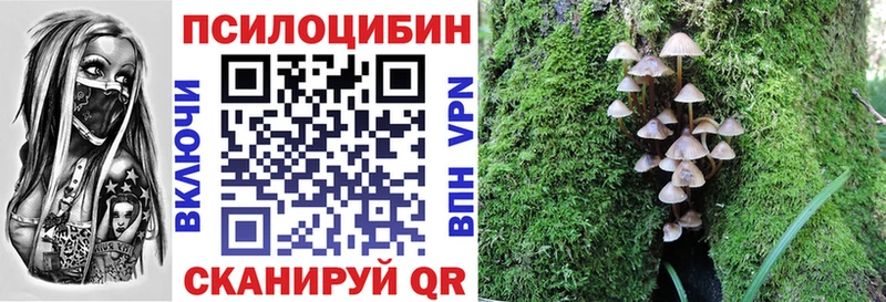 где купить наркоту  Лесной  Псилоцибиновые грибы Cubensis 